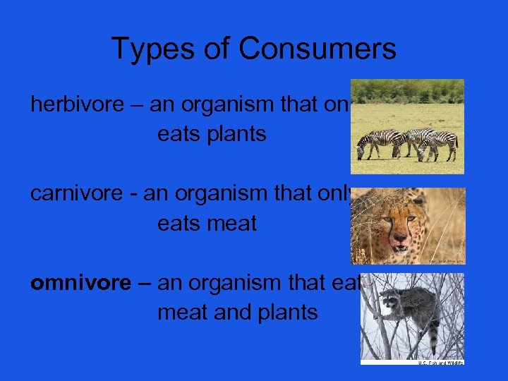 Types of Consumers herbivore – an organism that only eats plants carnivore - an