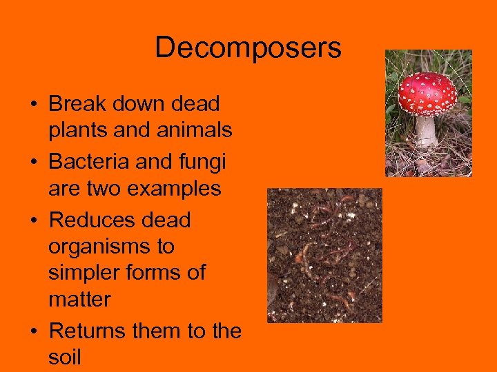 Decomposers • Break down dead plants and animals • Bacteria and fungi are two