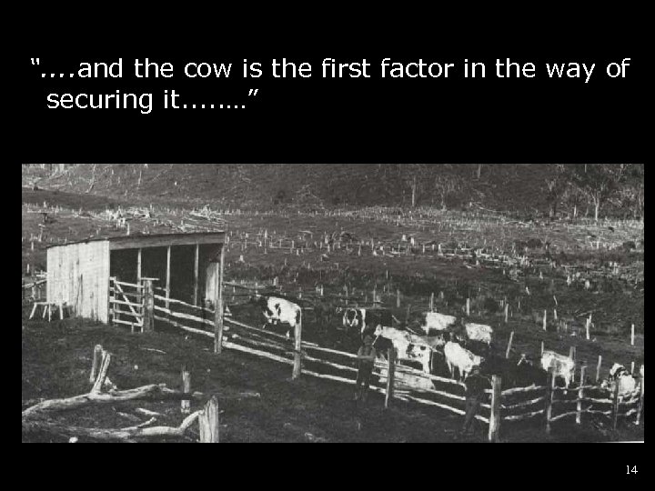 “. . and the cow is the first factor in the way of securing