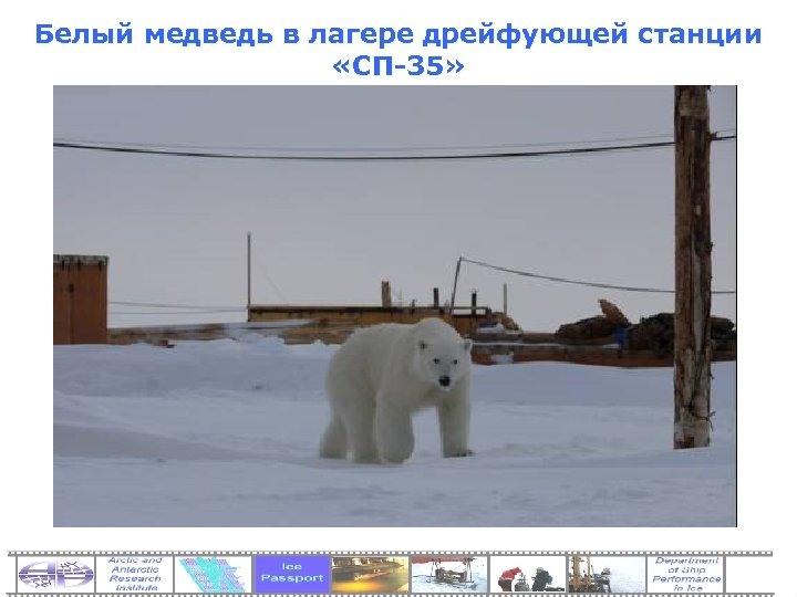 Белый медведь в лагере дрейфующей станции «СП-35» 