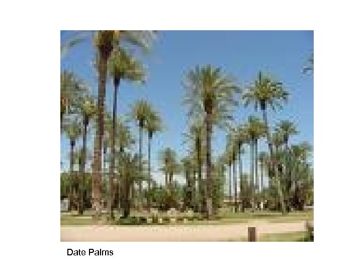 Date Palms 