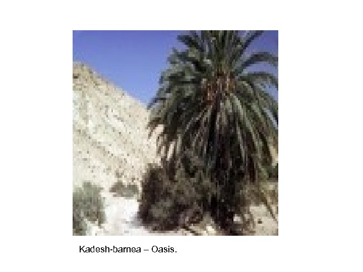 Kadesh-barnea – Oasis. 