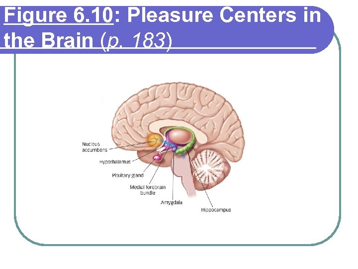 Figure 6. 10: Pleasure Centers in the Brain (p. 183) 