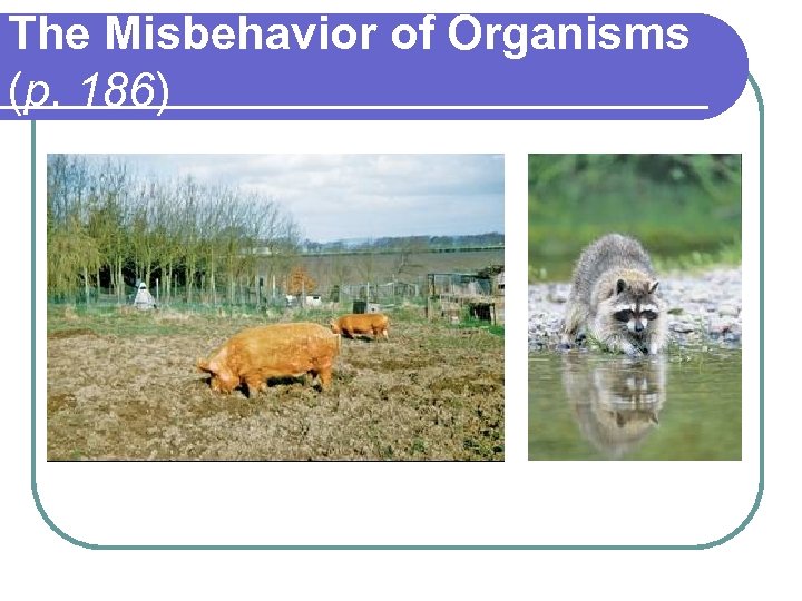 The Misbehavior of Organisms (p. 186) 