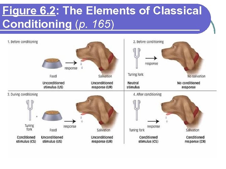 Figure 6. 2: The Elements of Classical Conditioning (p. 165) 