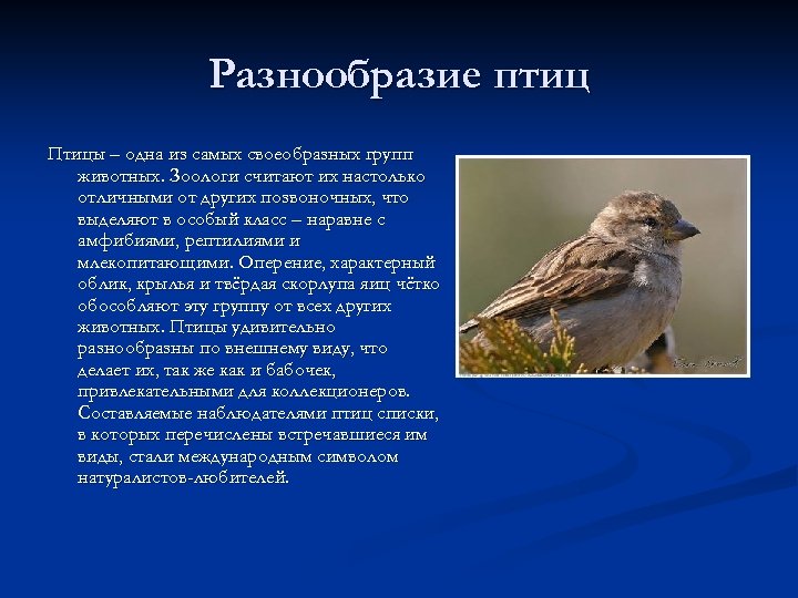 Разнообразие птиц Птицы – одна из самых своеобразных групп животных. Зоологи считают их настолько