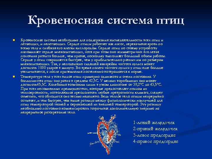 Кровеносная система птиц n n Кровеносная система необходима для поддержания жизнедеятельности всех птиц и