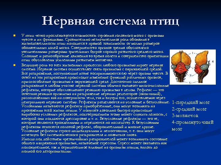 Нервная система птиц n n У птиц четко прослеживается взаимосвязь строения головного мозга с