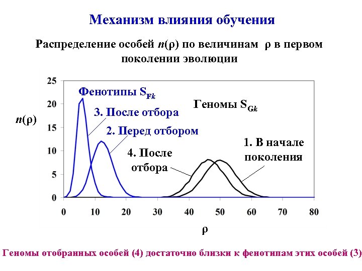 Механизм влияния обучения Распределение особей n(ρ) по величинам ρ в первом поколении эволюции Фенотипы