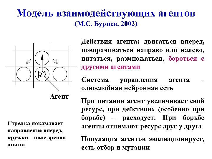 Модель взаимодействующих агентов (М. С. Бурцев, 2002) Действия агента: двигаться вперед, поворачиваться направо или