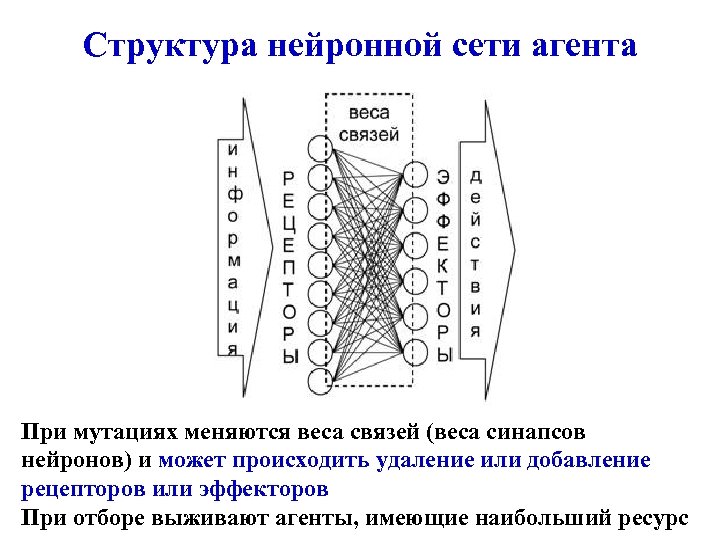 Структура нейронной сети агента При мутациях меняются веса связей (веса синапсов нейронов) и может