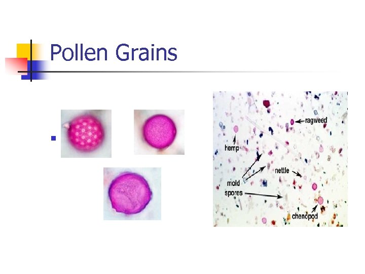 Pollen Grains n 