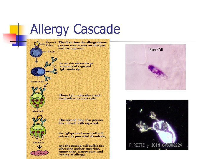 Allergy Cascade 