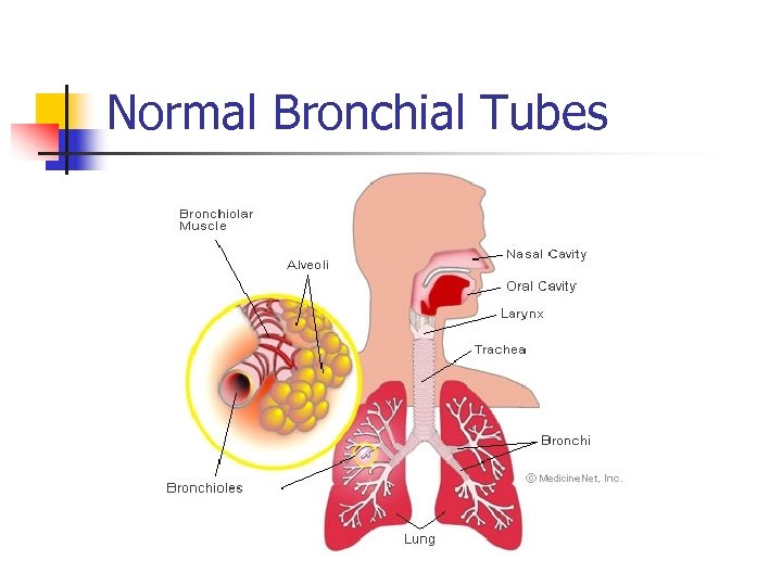 Normal Bronchial Tubes 