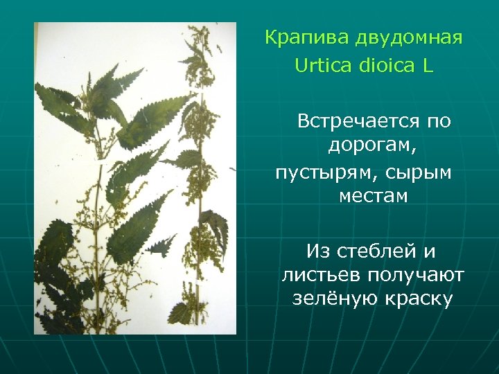 Крапива обитание. Крапива двудомная (Urtica dioica l.). Крапива двудомная гербарий. Крапива двудомная побег. Край листа у крапивы двудомной.