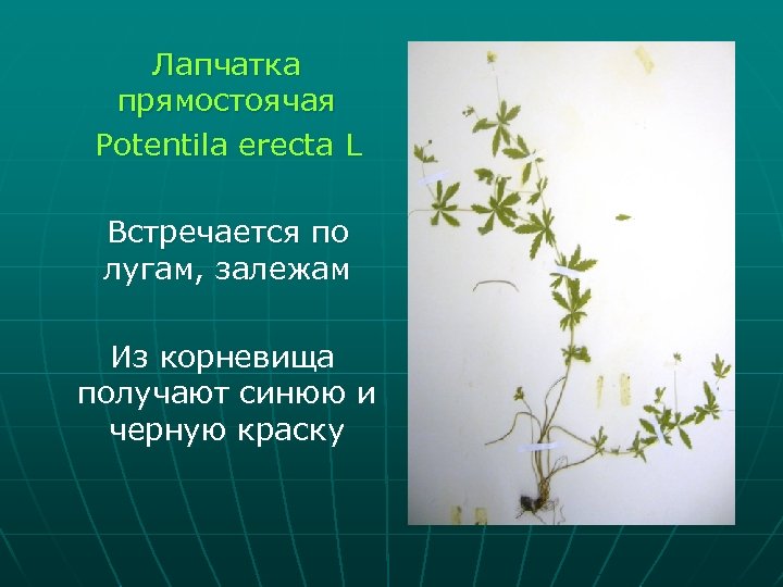 Лапчатка прямостоячая Potentila erecta L Встречается по лугам, залежам Из корневища получают синюю и