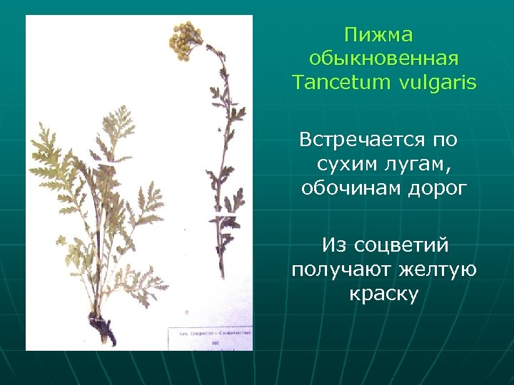 Пижма обыкновенная Tancetum vulgaris Встречается по сухим лугам, обочинам дорог Из соцветий получают желтую