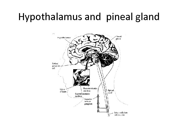 Hypothalamus and pineal gland 