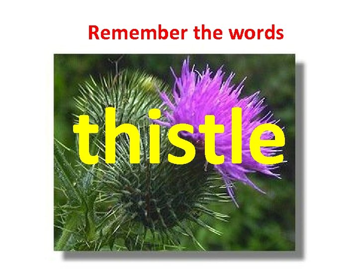 Remember the words thistle 