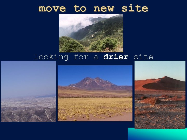 move to new site looking for a drier site 