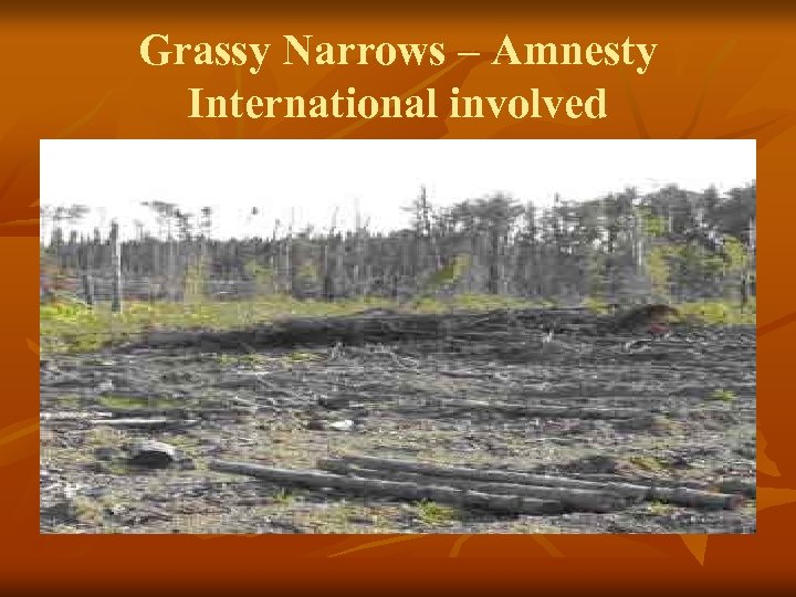 Grassy Narrows – Amnesty International involved 