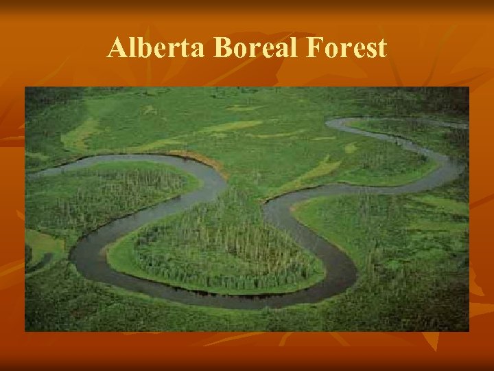 Alberta Boreal Forest 