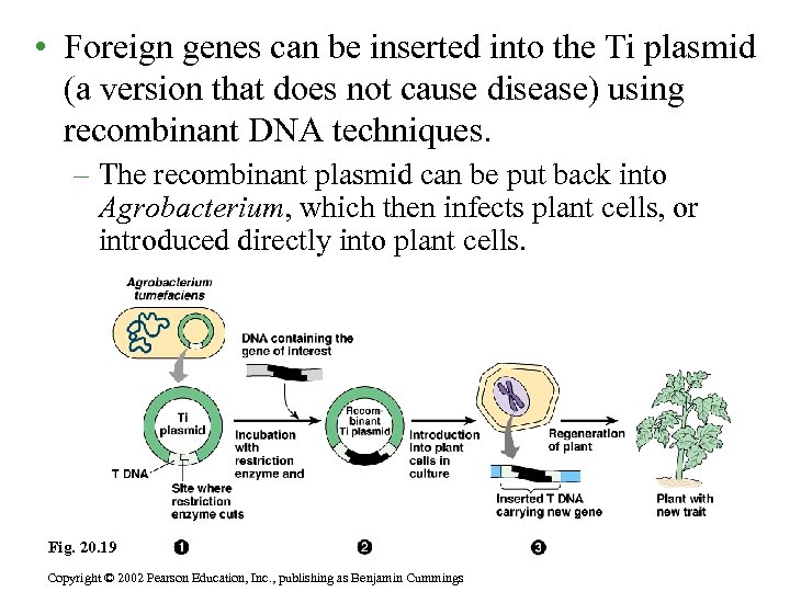  • Foreign genes can be inserted into the Ti plasmid (a version that