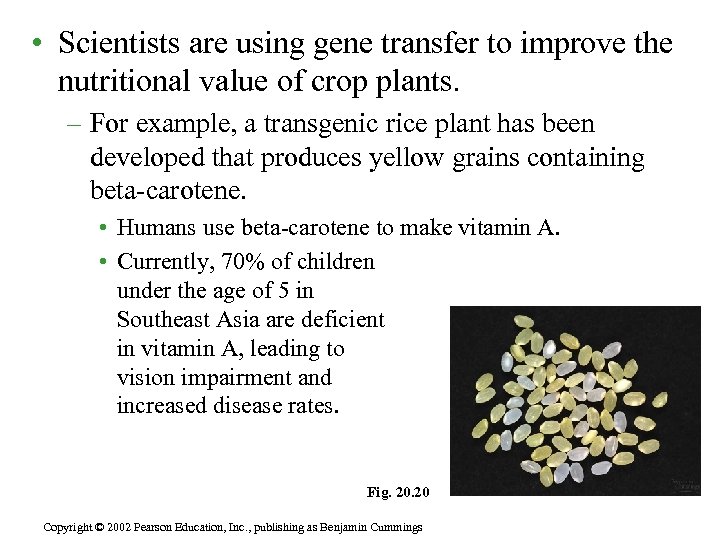  • Scientists are using gene transfer to improve the nutritional value of crop