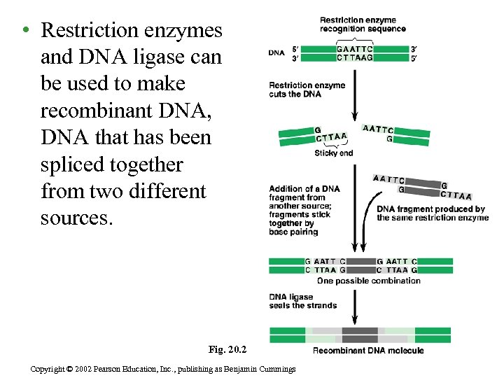  • Restriction enzymes and DNA ligase can be used to make recombinant DNA,