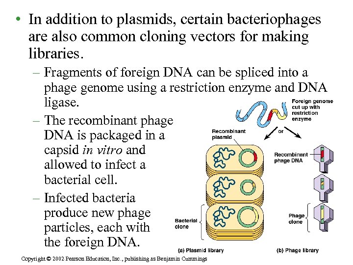  • In addition to plasmids, certain bacteriophages are also common cloning vectors for