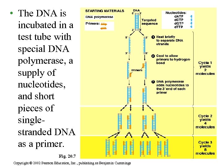  • The DNA is incubated in a test tube with special DNA polymerase,