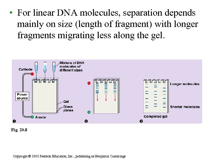  • For linear DNA molecules, separation depends mainly on size (length of fragment)