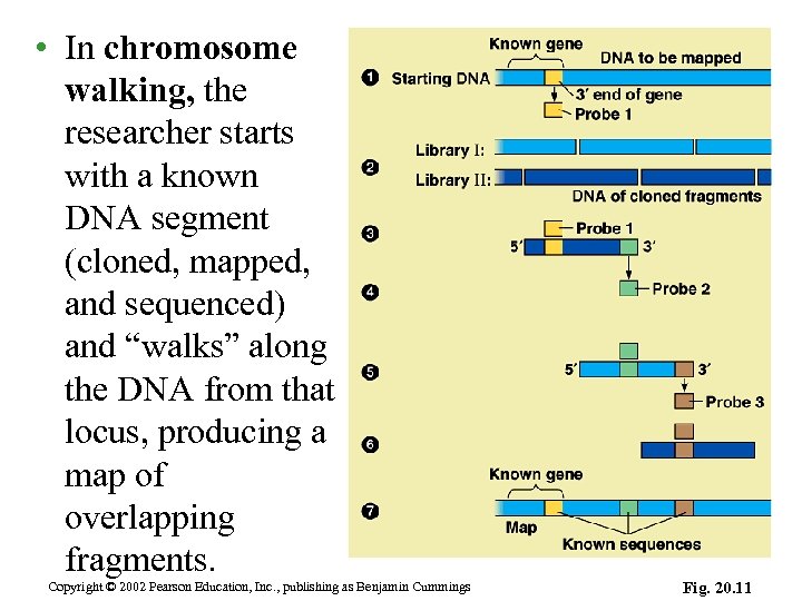  • In chromosome walking, the researcher starts with a known DNA segment (cloned,