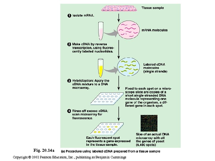 Fig. 20. 14 a Copyright © 2002 Pearson Education, Inc. , publishing as Benjamin