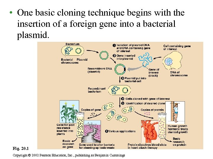  • One basic cloning technique begins with the insertion of a foreign gene