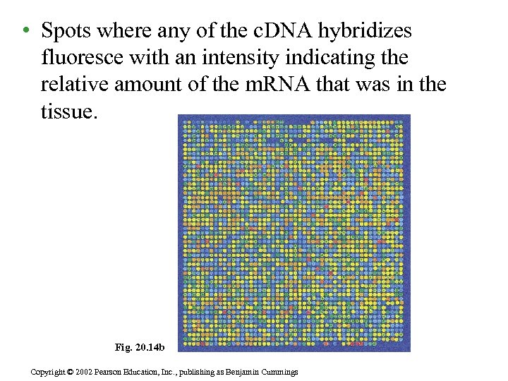  • Spots where any of the c. DNA hybridizes fluoresce with an intensity