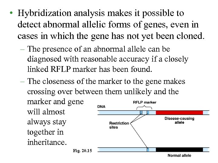  • Hybridization analysis makes it possible to detect abnormal allelic forms of genes,