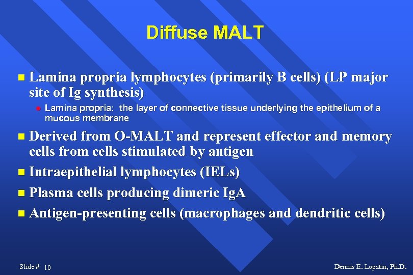Diffuse MALT Lamina propria lymphocytes (primarily B cells) (LP major site of Ig synthesis)