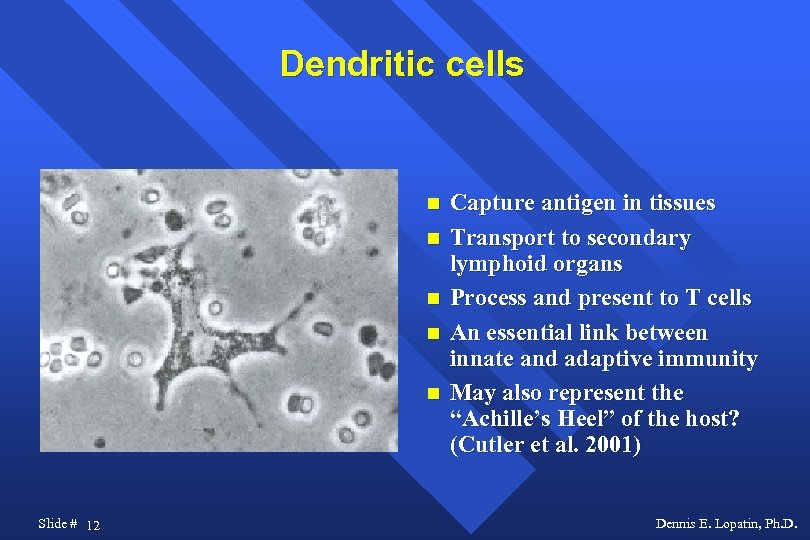 Dendritic cells Slide # 12 Capture antigen in tissues Transport to secondary lymphoid organs