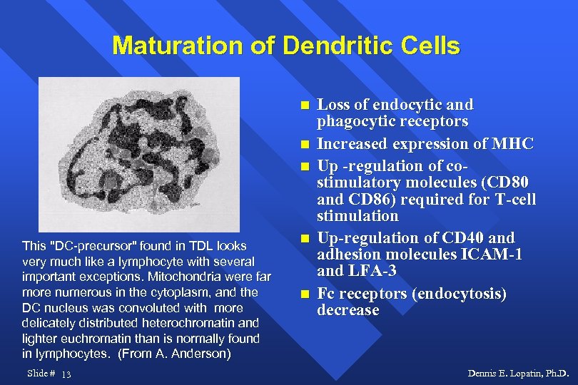 Maturation of Dendritic Cells This "DC-precursor" found in TDL looks very much like a