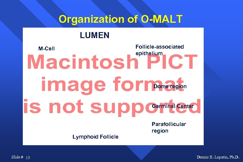 Organization of O-MALT LUMEN Follicle-associated epithelium M-Cell Dome region Germinal Center Parafollicular region Lymphoid