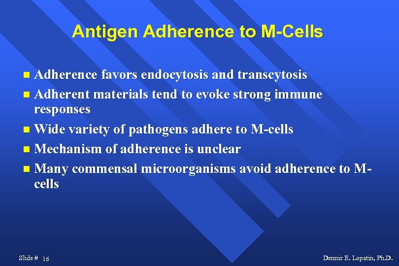 Antigen Adherence to M-Cells Adherence favors endocytosis and transcytosis Adherent materials tend to evoke