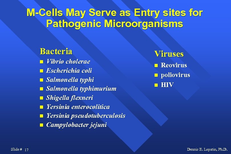M-Cells May Serve as Entry sites for Pathogenic Microorganisms Bacteria Slide # 17 Vibrio