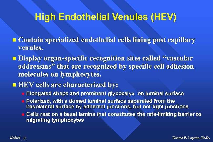 High Endothelial Venules (HEV) Contain specialized endothelial cells lining post capillary venules. Display organ-specific
