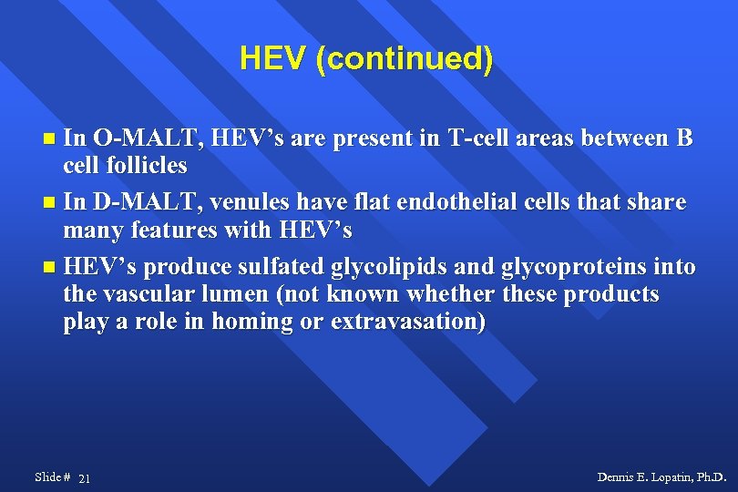 HEV (continued) In O-MALT, HEV’s are present in T-cell areas between B cell follicles