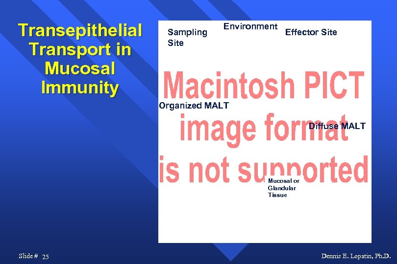 Transepithelial Transport in Mucosal Immunity Sampling Site Environment Effector Site Organized MALT Diffuse MALT