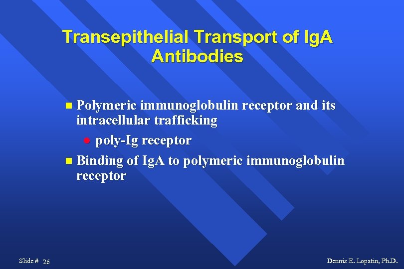 Transepithelial Transport of Ig. A Antibodies Polymeric immunoglobulin receptor and its intracellular trafficking poly-Ig