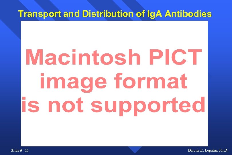 Transport and Distribution of Ig. A Antibodies Slide # 27 Dennis E. Lopatin, Ph.