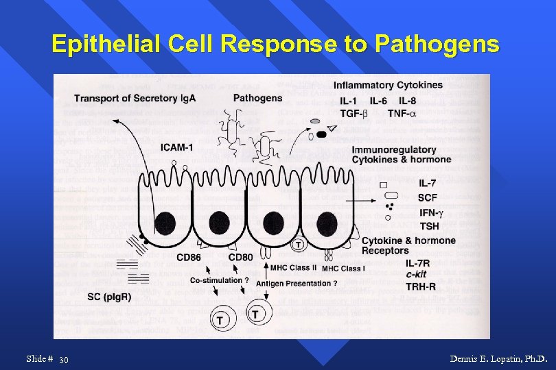 Epithelial Cell Response to Pathogens Slide # 30 Dennis E. Lopatin, Ph. D. 