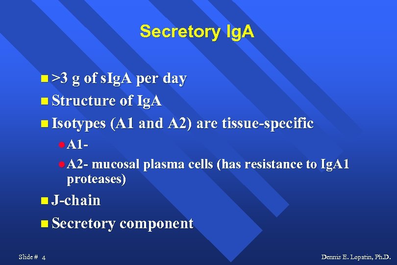 Secretory Ig. A >3 g of s. Ig. A per day Structure of Ig.